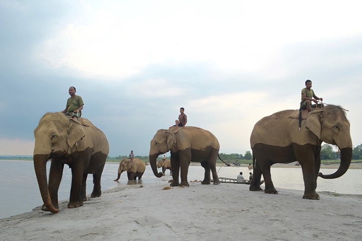 ELEPHANT GUIDES OF NEPAL