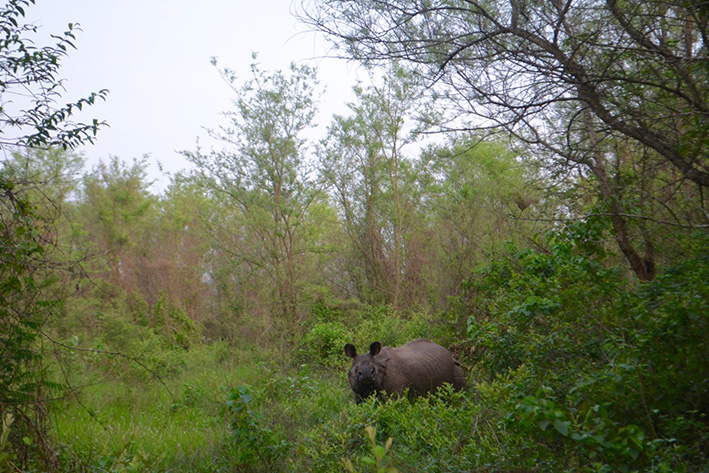 ELEPHANT GUIDES OF NEPAL