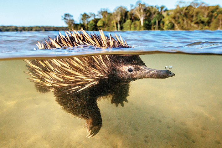 KAYAKING A SUNKEN FOREST IN KANGAROO VALLEY
