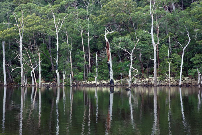 KAYAKING A SUNKEN FOREST IN KANGAROO VALLEY