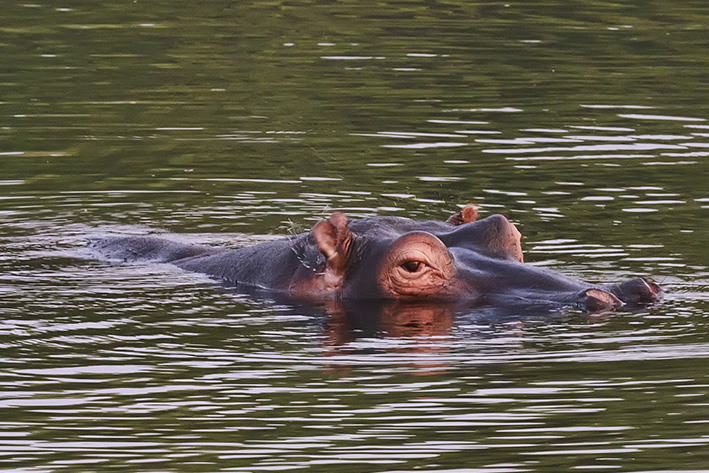 JUMPING INTO THE DEVIL'S POOL IN AFRICA