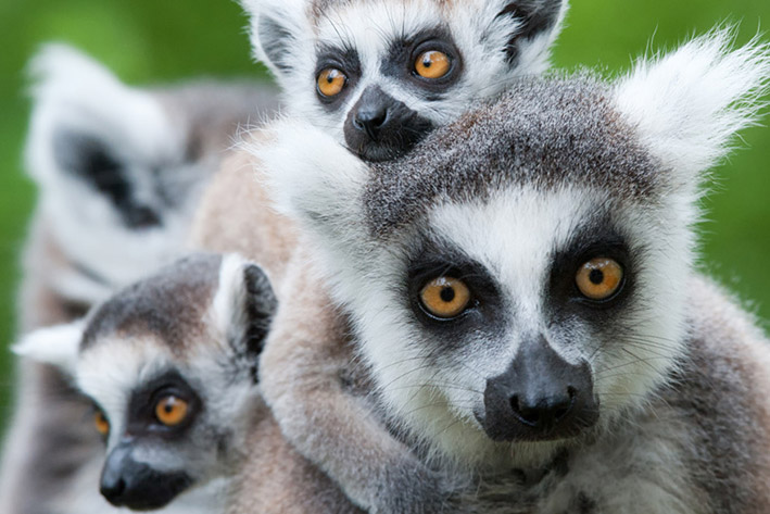 TOP THINGS TO DO IN MADAGASCAR