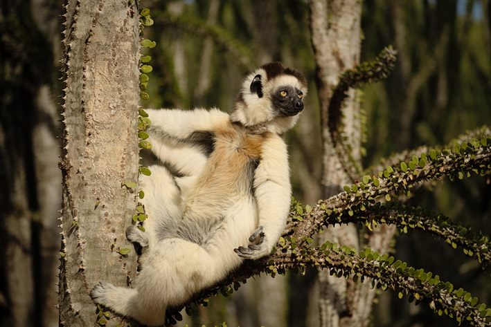 TOP THINGS TO DO IN MADAGASCAR