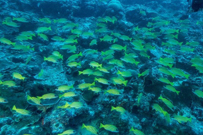 Interview with Ocean Explorer Oliver Steeds OBE