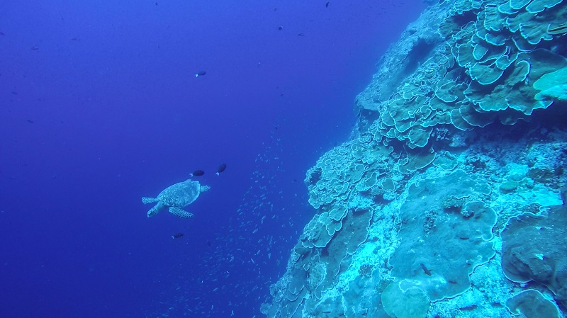 Interview with Ocean Explorer Oliver Steeds OBE